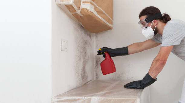 Basement Mold Remediation treatment on basement walls in Williamsburg